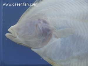 Foto Galerie/Pleuronectiformes/Platichthys flesus/Platichthys flesus_07_S.jpg
